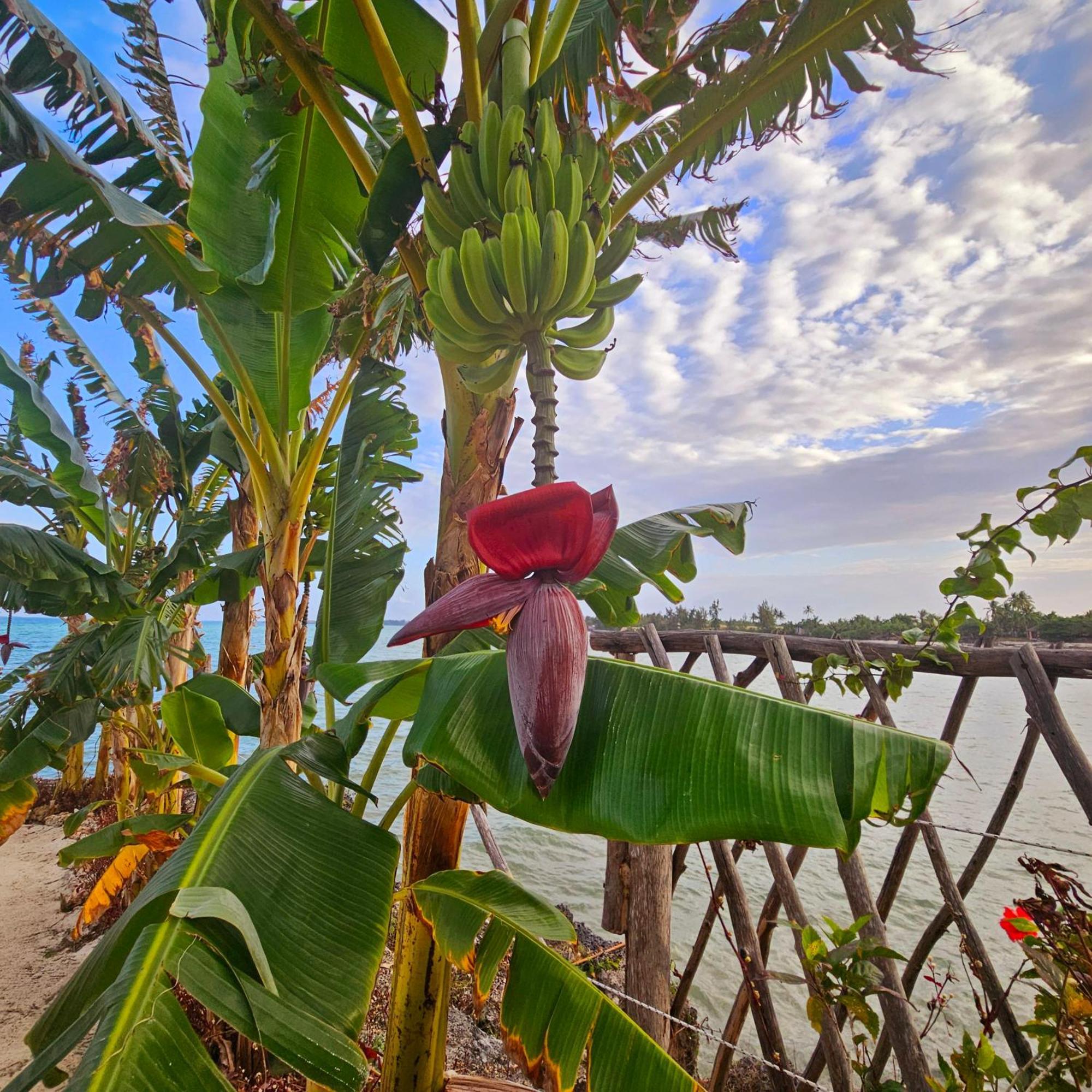 Maharaja Boutique Zanzibar 5*